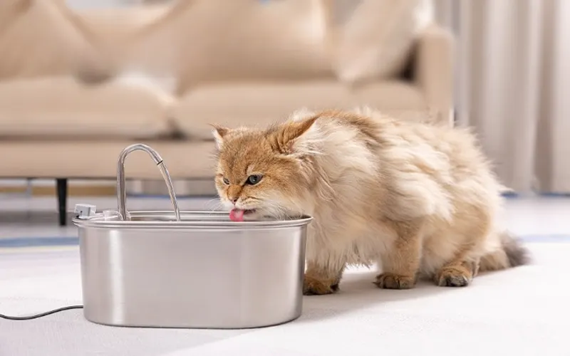 Fuente de acero inoxidable para gatos