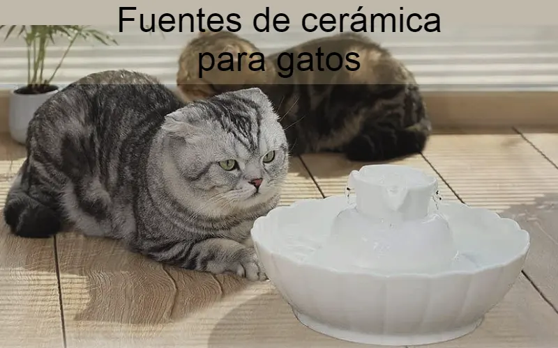 Fuentes de cerámica para gatos